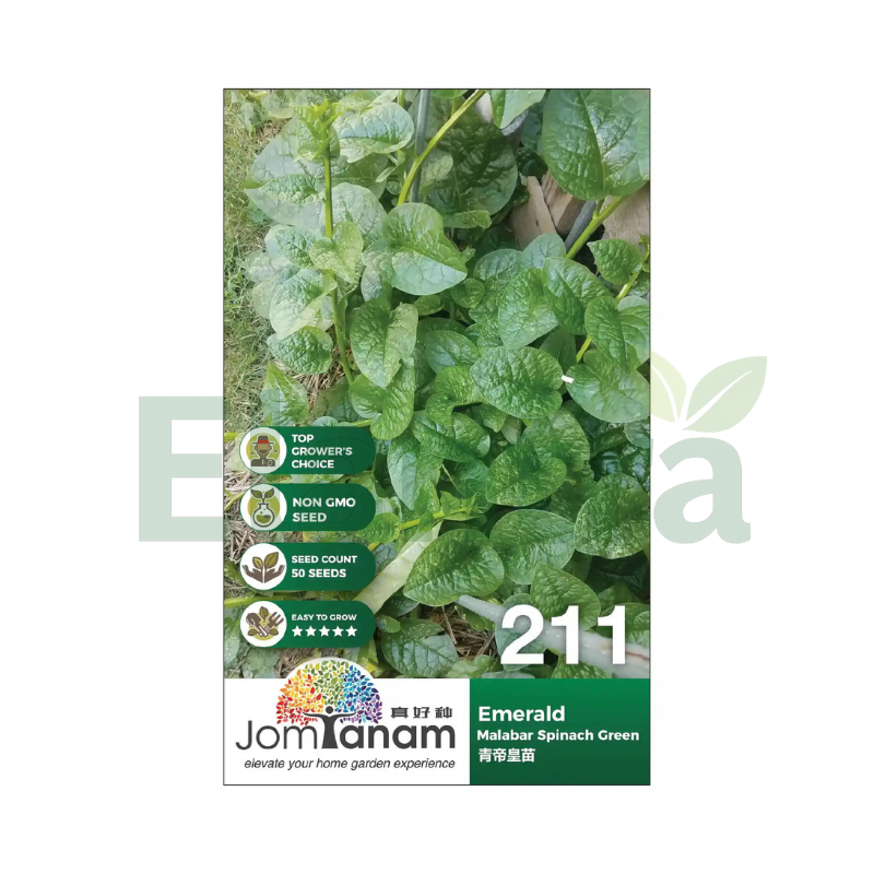 211 MALABAR SPINACH GREEN